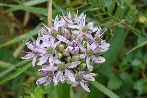 Allium tel-avivense, Tel Aviv Garlic,
שום תל-אביב