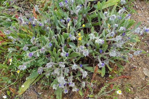 Anchusa aggregata, Hormuzakia aggregata, Massed Alkanet,
Hebrew: לשון-פר מגובבת