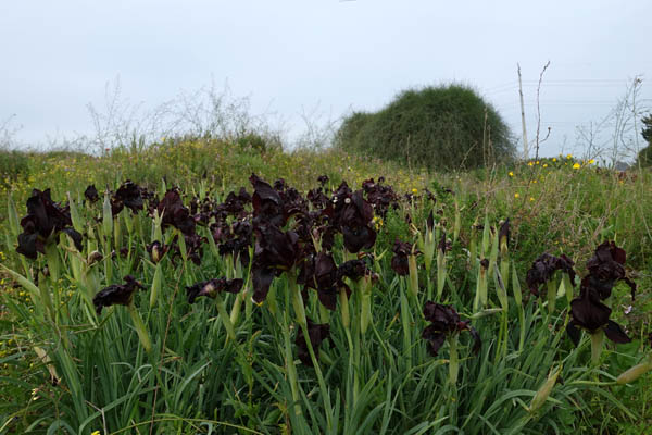 Iris atropurpurea, Coastal Iris, Hebrew: איריס הארגמן, Arabic: السوسن، آحيلة الكلب  - שמורת פורה
