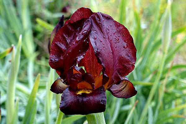 Iris atropurpurea, Coastal Iris,
Hebrew: איריס הארגמן, Arabic: السوسن، آحيلة الكلب 