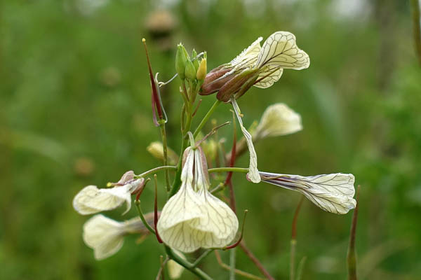 Raphanus raphanistrum, Sea-Radish, White Charlock, Wild Radish,
Jointed Charlock, فجل  برى, צנון מצוי
