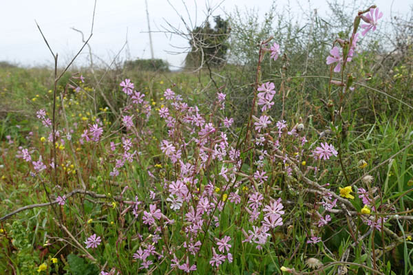 Silene colorata, Cloven-Petalled Campion, ציפרנית מגוונת