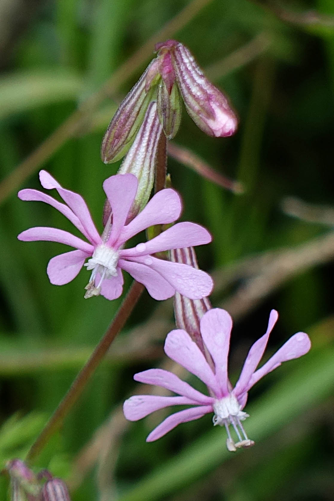 Silene colorata, Cloven-Petalled Campion, ציפרנית מגוונת