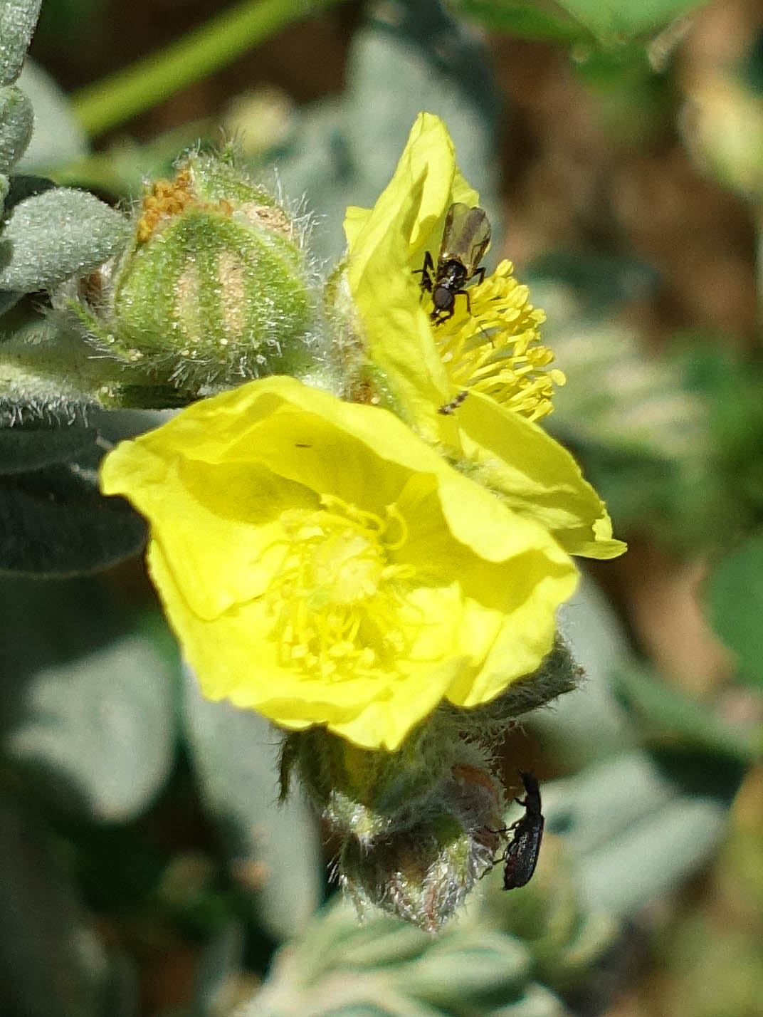 Helianthemum stipulatum, Helianthemum ellipticum, Sun-Rose,  שמשון סגלגל,  هشمة 