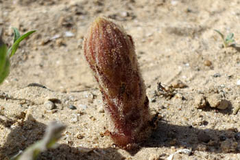 Orobanche crenata, Scalloped Broomrape, עלקת חרוקה