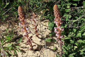 Orobanche crenata, Scalloped Broomrape, עלקת חרוקה