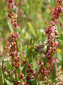 Rumex bucephalophorus, Acetosa bucephalophora, Horned Dock, Red Dock, חומעת ראש-הסוס