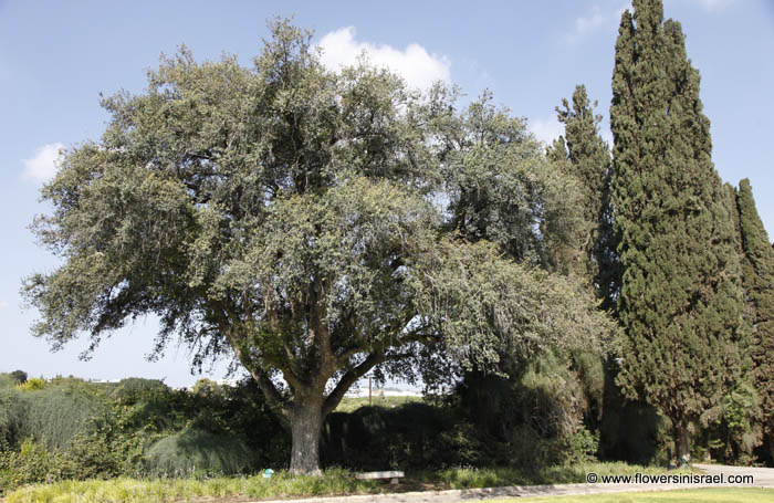 Weizman Institute, Quercus suber