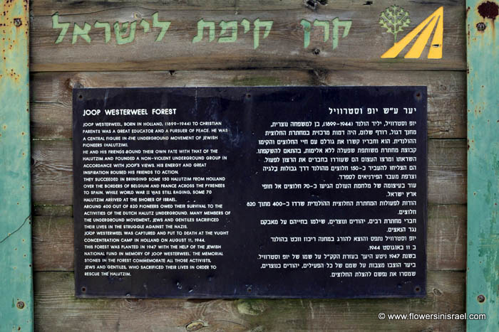 Joop westerweel Forest,יער ע