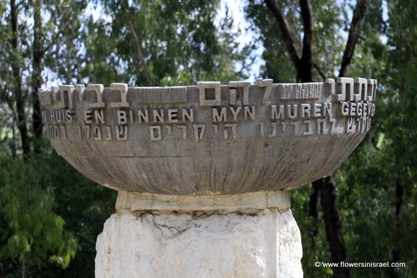 Joop westerweel Forest,יער ע