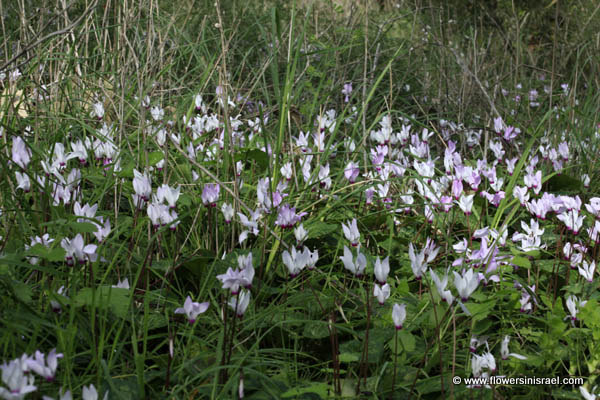 Cyclamen persicum, Persian Cyclamen, רקפת מצויה  , سيكلامين