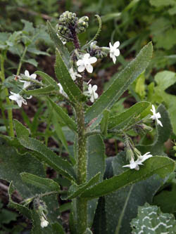 Anchusa strigosa, Prickly Alkanet, לשון-פר סמורה