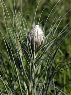 Asphodeline lutea, King's Spear, Yellow asphodel, Jacob's rod, עיריוני צהוב