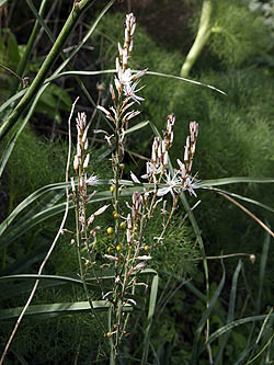 Asphodelus aestivus,Asphodelus ramosus,Asphodelus microcarpus, Common Asphodel, עירית גדולה