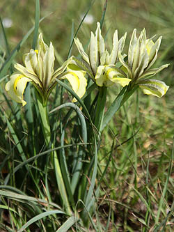 Iris grant-duffii, Iris melanosticta, Grant-Duff's Iris, Jaffa Iris, אירוס הביצות 