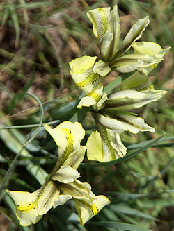 Iris grant-duffii, Iris melanosticta, Grant-Duff's Iris, Jaffa Iris, אירוס הביצות 