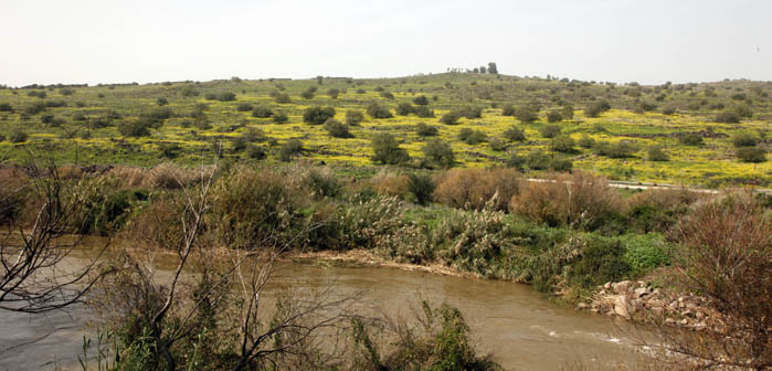 Yellow fields, Jordan River, Flowers in Israel