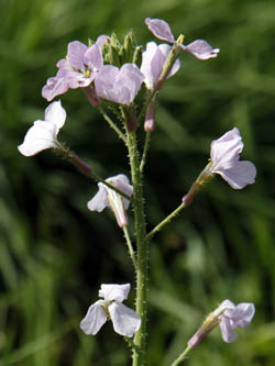 Raphanus rostratus, Raphanus pugioniformis, Dagger Radish, צנון פיגיוני