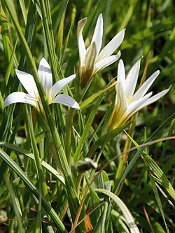 Romulea bulbocodium, Ixia bulbocodium, Crocus-leaved romulea, רומוליאה סגלולית