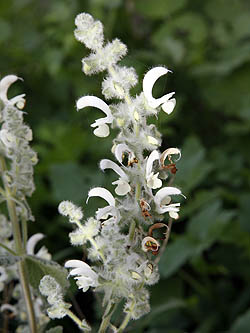 Salvia dominica, Salvia graveolens,Khowwekha, خويخة, מרווה ריחנית