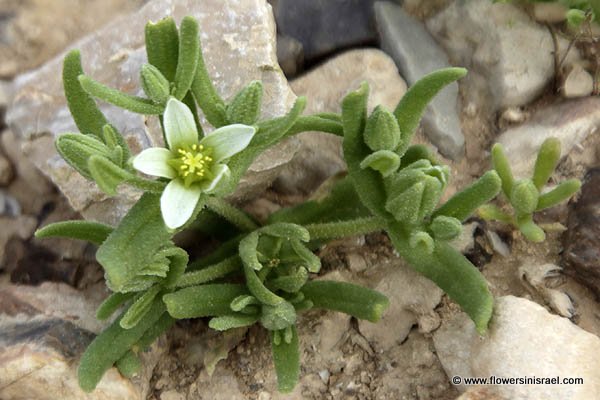 Aizoon hispanicum, Aizoanthemum hispanicum, Aizoon, Spanish aizoon,مليح, اصبع العروس, يشاند ,חיעד ספרדי