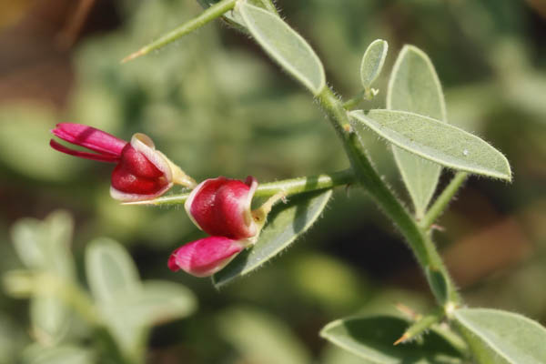 Alhagi graecorum, Alhagi maurorum, Camelgrass, Camel's thorn, Persian Manna Plant, הגה מצויה