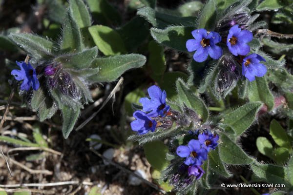 Alkanna tinctoria, Anchusa tinctoria, Alkanna tuberculata, אלקנת הצבעים, شنجار / خس الحمار