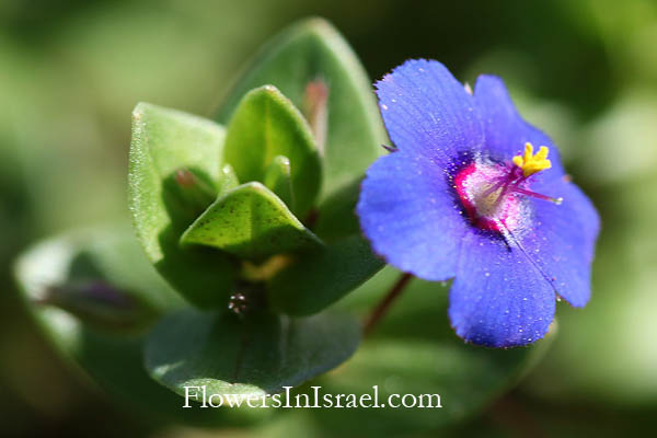 Hurshat Ha'arbaim,חורשת הארבעים,Anagallis arvensis, Scarlet Pimpernel,Shepherd's Barometer,Poor man's weatherglass,עין התכלת,מרגנית השדה 