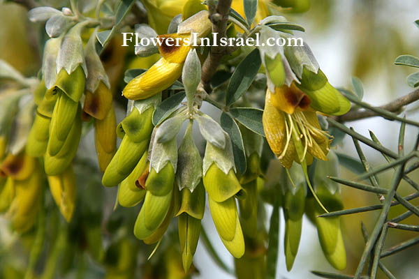 Nature reserve Bnei Zion, Harutzim,Anagyris foetida,Stinking bean trefoil, Mediterranean Stinkbush, צחנן מבאיש