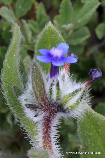 Anchusa aggregata, Hormuzakia aggregata, Massed Alkanet, לשון-פר מגובבת