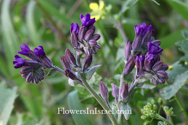 Hararit, Lavra Netofa, Lower Galilee, Misgav, הררית , מבדד נטופה,Anchusa undulata, Anchusa hybrida, Undulate Anchusa,حمحم , بنفسجي, לשון-פר מצוי