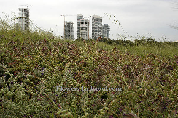 Hararit, Lavra Netofa, Lower Galilee, Misgav, הררית , מבדד נטופה,Anchusa undulata, Anchusa hybrida, Undulate Anchusa,حمحم , بنفسجي ,לשון-פר מצוי