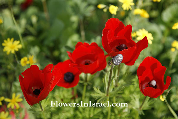 Nature reserve Bnei Zion, Harutzim, Anemone coronaria, Crown Anemone, כלנית מצויה, شقائق النعمان