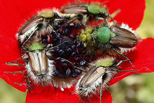 Anemone coronaria, Crown Anemone, כלנית מצויה, شقائق النعمان