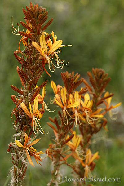 Asphodeline lutea, King's Spear, Yellow asphodel, Jacob's rod, עיריוני צהוב