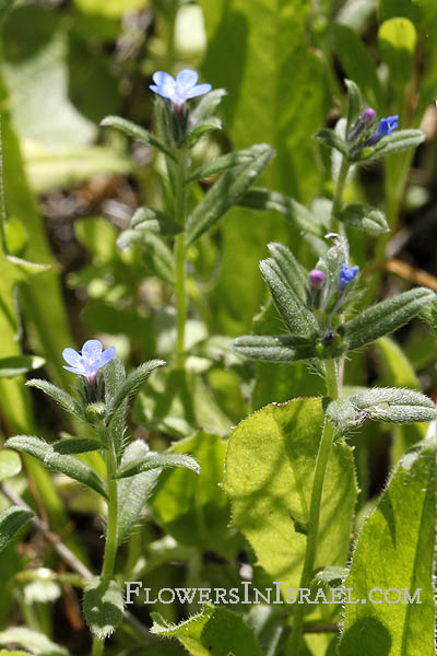 Hurshat Ha'arbaim,חורשת הארבעים, Buglossoides tenuiflora, Gromwell, גלעינית זעירת-פרחים