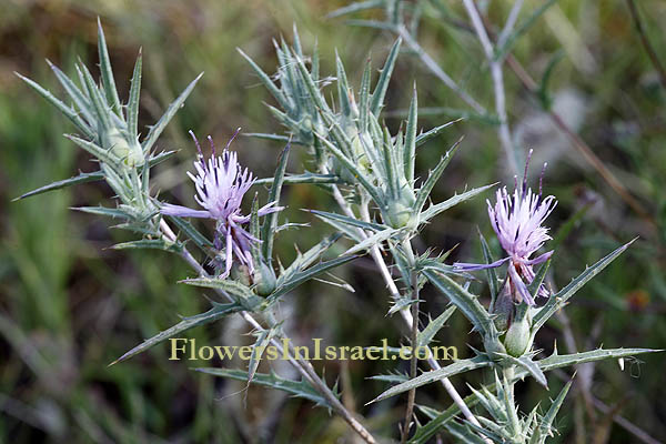 Israel Flowers: Carthamus tenuis, Slender safflower, קורטם דק
