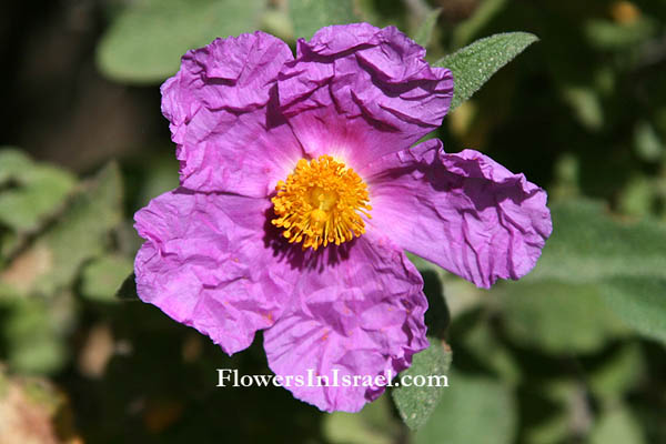 Hurshat Ha'arbaim,חורשת הארבעים, Cistus incanus,Cistus creticus,Cistus villosus, Soft-Hairy Rockrose, לוטם שעיר