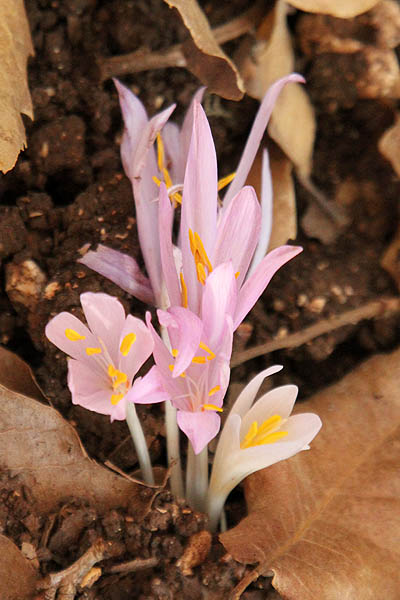 Colchicum troodi, Colchicum decaisnei, Troodos Meadow Saffron, סתוונית בכירה