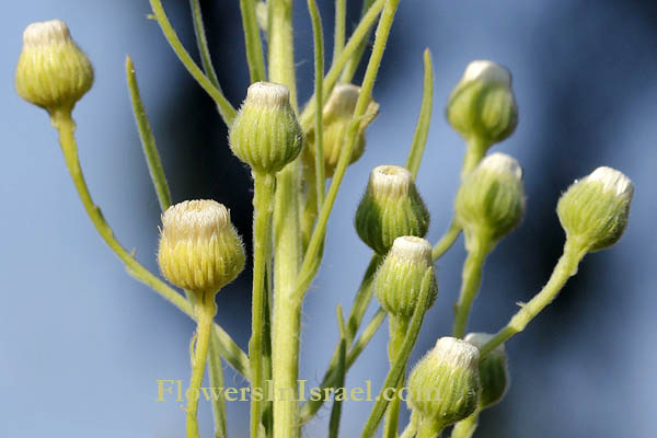 Conyza canadensis, Erigeron canadensis, Canadian Horseweed, Canadian Fleabane, קייצת קנדית