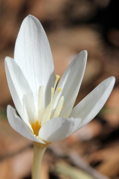 Crocus ochroleucus, Fall Crocus, כרכום צהבהב