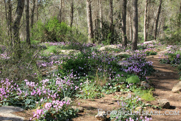 Hurshat Ha'arbaim,חורשת הארבעים,Cyclamen persicum, Persian Cyclamen, רקפת מצויה  , سيكلامين