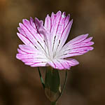 Pink flowers in Israel