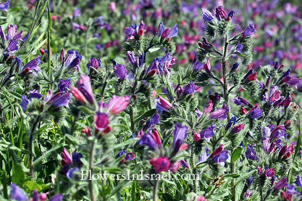 Hurshat Ha'arbaim,חורשת הארבעים,Echium judeum, Judean Viper's-bugloss, עכנאי יהודי