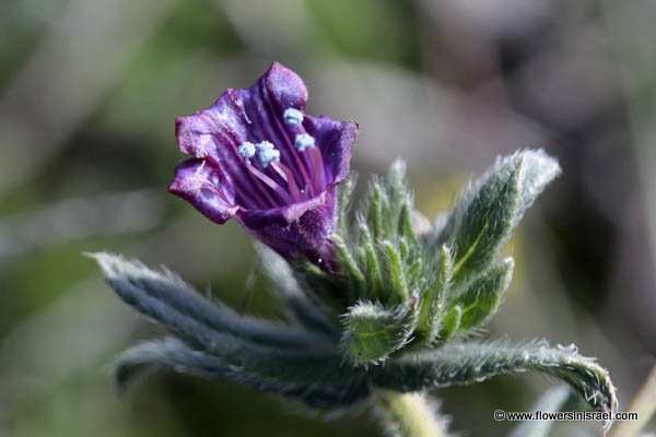 Echium judaeum, Judean Viper's-bugloss, ححمحم الغور, עכנאי יהודה