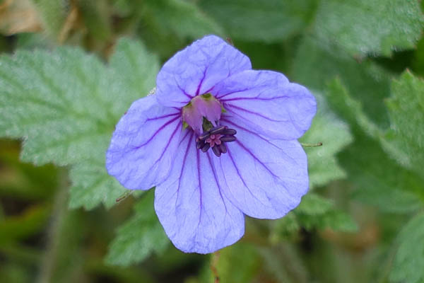 Erodium gruinum, Long-beaked stork's-bill, Crane stork's bill, Iranian stork's bill, מקור-חסידה גדול, إبرة الراعي