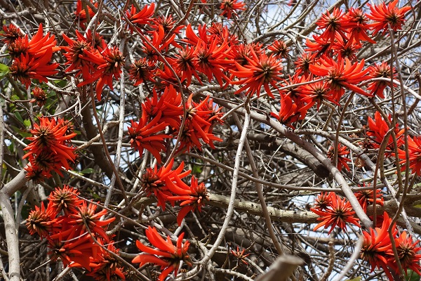 Flowers of Israel - Erythrina corallodendron, Erythrina corallodendrum, Coral Bean Tree, Coral tree, West Indian Coral Tree, אלמוגן רחב-עלים