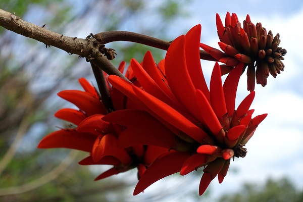 Flowers of Israel - Erythrina corallodendron, Erythrina corallodendrum, Coral Bean Tree, Coral tree, West Indian Coral Tree, אלמוגן רחב-עלים
