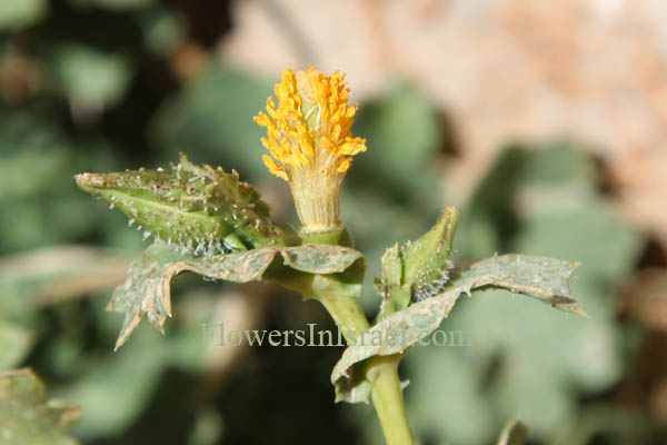 Glaucium leiocarpum, Glaucium oxylobum, Lotus sweetjuice, פרגה חדת-אונות ,פרגה קירחת