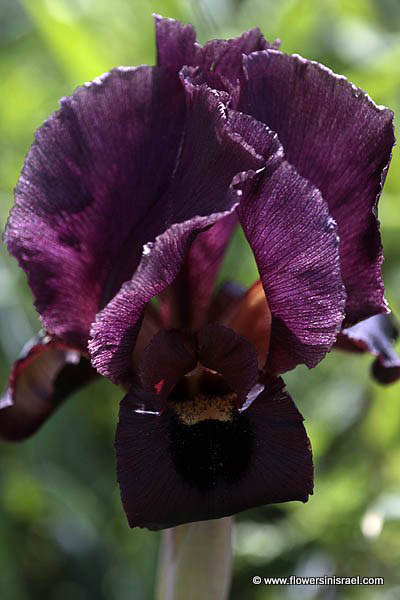 Iris atropurpurea, Coastal Iris, السوسن، آحيلة الكلب, אירוס הארגמן